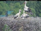 Archiv Foto Webcam Bayerischer Wald: Blick auf das Storchennest in Grafenau 13:00
