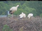 Archived image Webcam Stork Nest at the Bavarian Forest National Park 09:00
