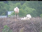 Archived image Webcam Stork Nest at the Bavarian Forest National Park 11:00