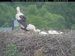 Archived image Webcam Stork Nest at the Bavarian Forest National Park 13:00