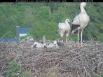 Archived image Webcam Stork Nest at the Bavarian Forest National Park 17:00