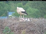 Archived image Webcam Stork Nest at the Bavarian Forest National Park 19:00
