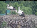 Archiv Foto Webcam Bayerischer Wald: Blick auf das Storchennest in Grafenau 08:00