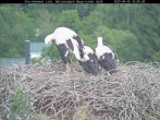 Archiv Foto Webcam Bayerischer Wald: Blick auf das Storchennest in Grafenau 10:00