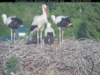 Archiv Foto Webcam Bayerischer Wald: Blick auf das Storchennest in Grafenau 12:00