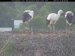 Archived image Webcam Stork Nest at the Bavarian Forest National Park 05:00