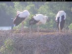 Archived image Webcam Stork Nest at the Bavarian Forest National Park 06:00