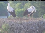 Archived image Webcam Stork Nest at the Bavarian Forest National Park 05:00