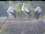 Archived image Webcam Stork Nest at the Bavarian Forest National Park 06:00