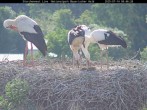 Archived image Webcam Stork Nest at the Bavarian Forest National Park 07:00
