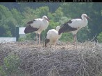 Archived image Webcam Stork Nest at the Bavarian Forest National Park 09:00