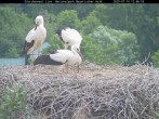 Archived image Webcam Stork Nest at the Bavarian Forest National Park 11:00