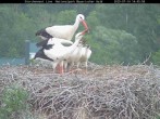 Archived image Webcam Stork Nest at the Bavarian Forest National Park 13:00