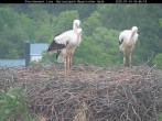 Archived image Webcam Stork Nest at the Bavarian Forest National Park 15:00