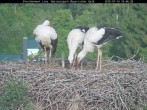 Archived image Webcam Stork Nest at the Bavarian Forest National Park 17:00