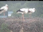 Archived image Webcam Stork Nest at the Bavarian Forest National Park 19:00