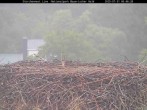 Archiv Foto Webcam Bayerischer Wald: Blick auf das Storchennest in Grafenau 05:00
