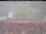 Archiv Foto Webcam Bayerischer Wald: Blick auf das Storchennest in Grafenau 06:00