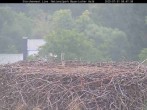 Archiv Foto Webcam Bayerischer Wald: Blick auf das Storchennest in Grafenau 07:00