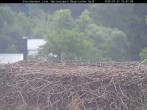 Archiv Foto Webcam Bayerischer Wald: Blick auf das Storchennest in Grafenau 09:00