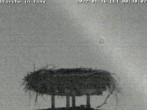 Archived image Webcam Isny – Stork&#39;s nest 18:00