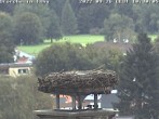Archived image Webcam Isny – Stork&#39;s nest 04:00