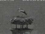 Archived image Webcam Isny – Stork&#39;s nest 01:00