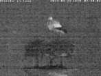 Archived image Webcam Isny – Stork&#39;s nest 01:00