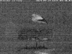 Archived image Webcam Isny – Stork&#39;s nest 03:00