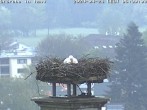 Archived image Webcam Isny – Stork&#39;s nest 05:00