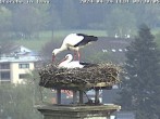 Archived image Webcam Isny – Stork&#39;s nest 07:00