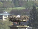 Archived image Webcam Isny – Stork&#39;s nest 09:00