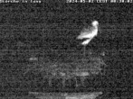 Archived image Webcam Isny – Stork&#39;s nest 23:00