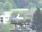 Archived image Webcam Isny – Stork&#39;s nest 05:00