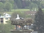 Archived image Webcam Isny – Stork&#39;s nest 07:00