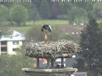 Archived image Webcam Isny – Stork&#39;s nest 11:00