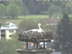 Archived image Webcam Isny – Stork&#39;s nest 15:00