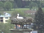 Archived image Webcam Isny – Stork&#39;s nest 17:00