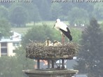 Archived image Webcam Isny – Stork&#39;s nest 06:00