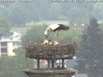 Archived image Webcam Isny – Stork&#39;s nest 09:00