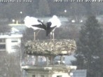 Archived image Webcam Isny – Stork&#39;s nest 06:00