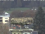 Archived image Webcam Isny – Stork&#39;s nest 11:00