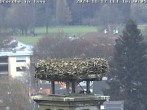 Archived image Webcam Isny – Stork&#39;s nest 15:00