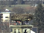 Archiv Foto Webcam Storchennest in Isny 11:00