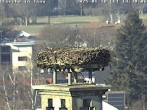 Archived image Webcam Isny – Stork&#39;s nest 13:00