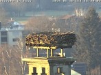 Archived image Webcam Isny – Stork&#39;s nest 15:00