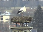 Archiv Foto Webcam Storchennest in Isny 11:00