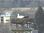 Archiv Foto Webcam Storchennest in Isny 15:00