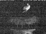 Archived image Webcam Isny – Stork&#39;s nest 03:00