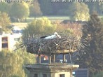 Archived image Webcam Isny – Stork&#39;s nest 05:00